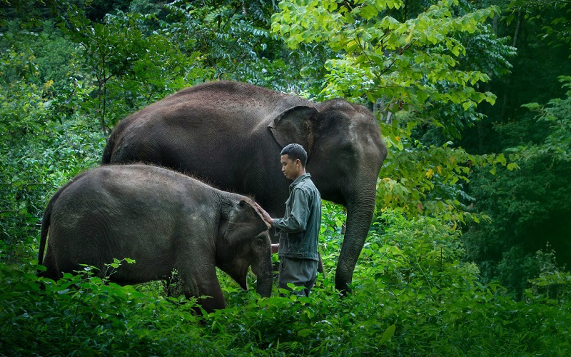 elephant training